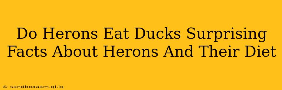 Do Herons Eat Ducks Surprising Facts About Herons And Their Diet